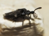 Ripidius quadriceps Abeille de Perrin, 1872 Ripidius quadriceps Abeille de Perrin, 1872