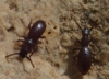 Stenosis sp. 2/2 Stenosis sp. 2/2
