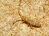 Entomobrya Teruel-Cerda