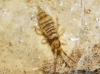 Entomobrya nigrocincta