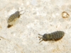 Hypogastrura