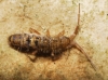 Orchesella