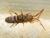 Orchesella bifasciata