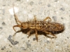 Orchesella quinquefasciata