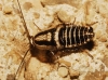 Capraiellus panzeri