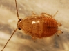 Ectobius pallidus Ectobius pallidus