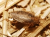 Ectobius pallidus Ectobius pallidus