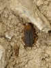 Ectobius pallidus Ectobius pallidus
