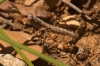 Geomantis larvoides
