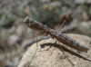 Geomantis larvoides Pantel, 1896