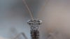 Geomantis larvoides Pantel, 1896