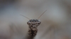 Geomantis larvoides Pantel, 1896