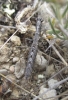 Geomantis larvoides Pantel, 1896