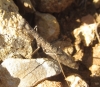 Geomantis larvoides Pantel, 1896