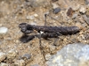 Geomantis larvoides Pantel, 1896