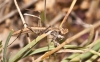 Geomantis larvoides Pantel, 1896