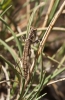 Geomantis larvoides Pantel, 1896