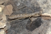 Geomantis larvoides Pantel, 1896