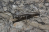 Geomantis larvoides Pantel, 1896
