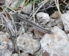 Geomantis larvoides Pantel, 1896