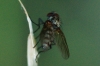 Anthomyiidae Anthomyiidae