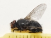 Calliphora vicina Robineau-Desvoidy, 1830