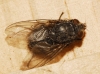 Calliphora vicina Robineau-Desvoidy, 1830