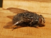 Calliphora vicina Robineau-Desvoidy, 1830