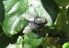 Calliphora vicina Robineau-Desvoidy, 1830