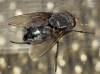 Calliphora vicina Robineau-Desvoidy, 1830