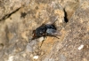 Calliphora vicina Robineau-Desvoidy, 1830