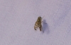 Chaetorellia cf. hestia Hering, 1937 Chaetorellia cf. hestia Hering, 1937