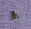 Chaetorellia cf. hestia Hering, 1937 Chaetorellia cf. hestia Hering, 1937