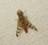 Chaetorellia hestia Hering, 1937 Chaetorellia hestia Hering, 1937
