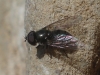 Cheilosia sp. Cheilosia sp.