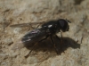 Cheilosia sp. Cheilosia sp.