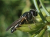 Cheilosia sp. Cheilosia sp.
