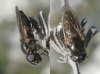 Cheilosia sp. Cheilosia sp.