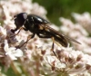Cheilosia sp. Cheilosia sp.
