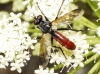 Cylindromyia (Cylindromyia) bicolor (Olivier, 1812)
