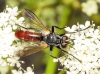 Cylindromyia (Cylindromyia) bicolor (Olivier, 1812)