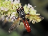 Cylindromyia (Cylindromyia) bicolor (Olivier, 1812)