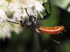 Cylindromyia (Cylindromyia) bicolor (Olivier, 1812)