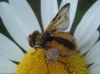 Ectophasia crassipennis (Fabricius, 1794)