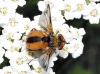 Ectophasia crassipennis (Fabricius, 1794)
