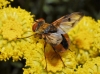 Ectophasia crassipennis (Fabricius, 1794)