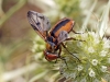 Ectophasia crassipennis (Fabricius, 1794)