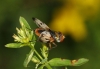 Ectophasia cf. crassipennis (Fabricius, 1794)