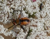 Ectophasia crassipennis (Fabricius, 1794)