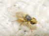 Ensina sonchi (Linnaeus, 1767)